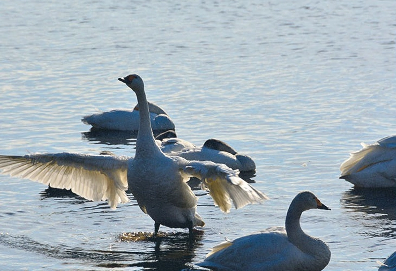 浜頓別町の白鳥