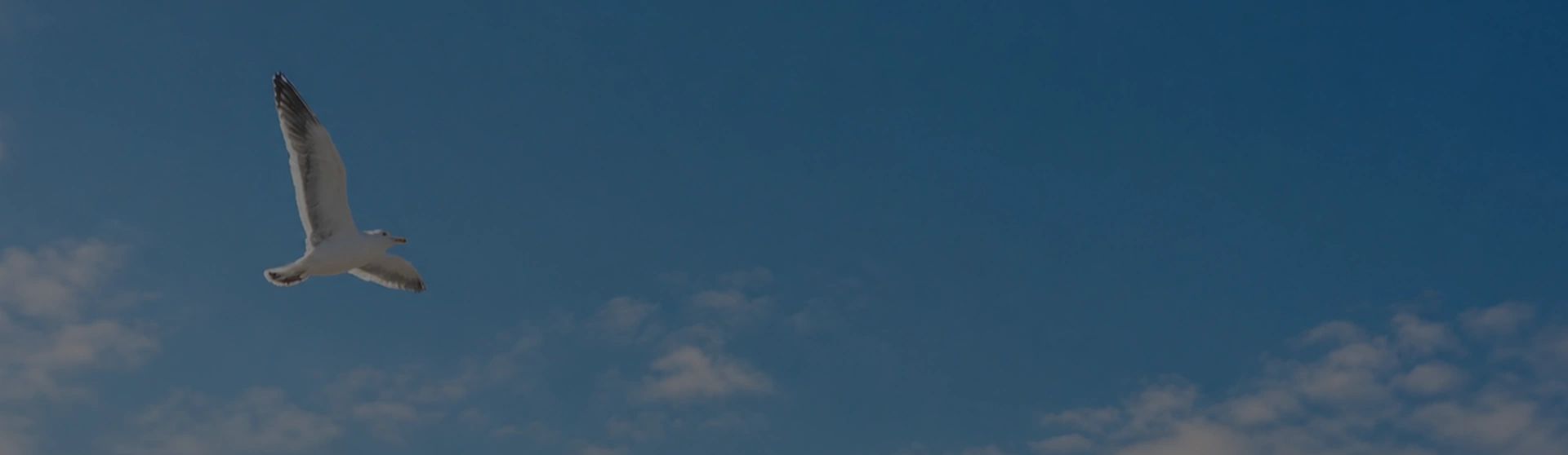 オホーツクの空を飛ぶ鳥