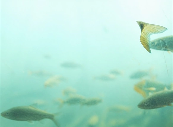 水中を泳ぐ魚