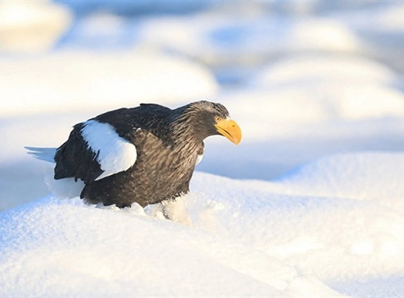 雪原にたたずむオオワシ